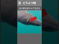 一生ほぼ見えないのに、天敵ゼロのサメがいる