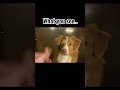 The memories 😊 https://www.youtube.com/@kelly-bove for the idea :)