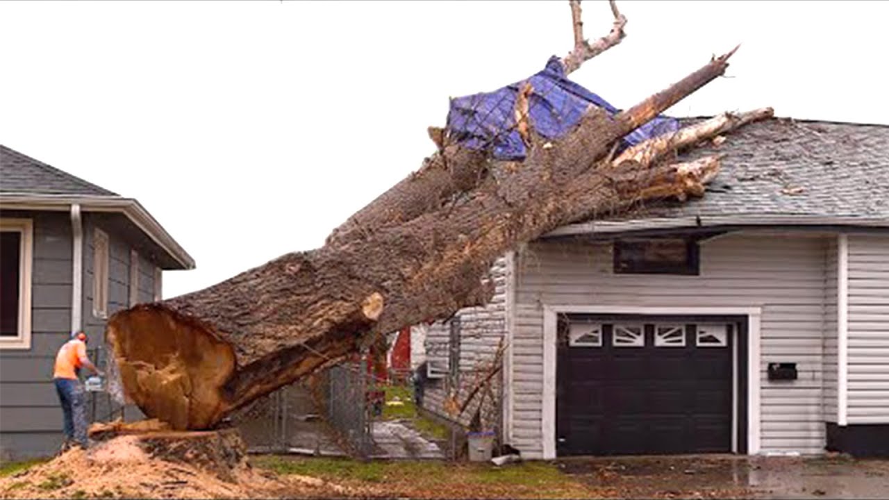 Total Tree Felling Fails & Idiots Working With Chainsaw ! DANGEROUS ...