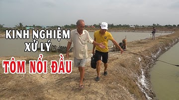 Cấp cứu tôm nổi đầu & những vật tư cần trữ sẵn tại trại nuôi tôm