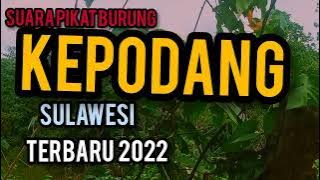 SUARA PEMIKAT BURUNG CAKKURIDI/KEPODANG EMAS LIAR SULAWESI 2022