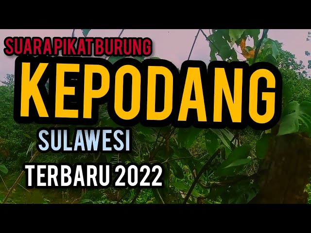 SUARA PEMIKAT BURUNG CAKKURIDI/KEPODANG EMAS LIAR SULAWESI 2022 class=