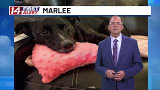 14 FIRST ALERT LIVESTREAM On alert for hazardous heat