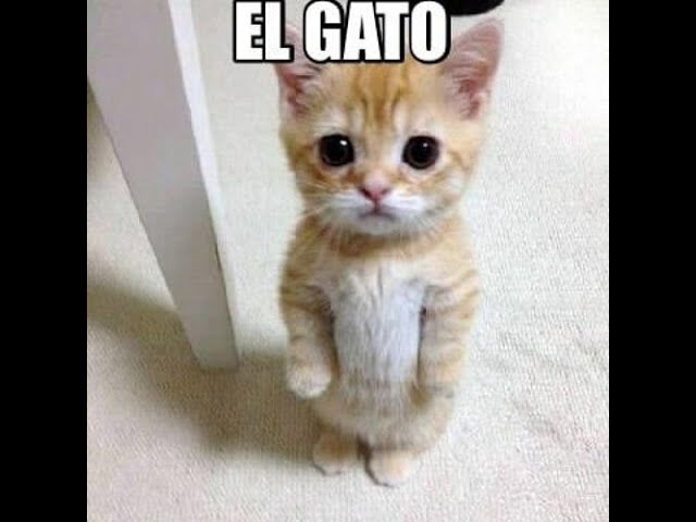 RAISE A FLOPPA 2, MEGA LEAK showing el gato in action