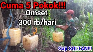 BIKIN MELONGO!!!Penghasilan Petani AREN TIAP HARINYA!!! Panen Pohon Aren KALIMANTAN||