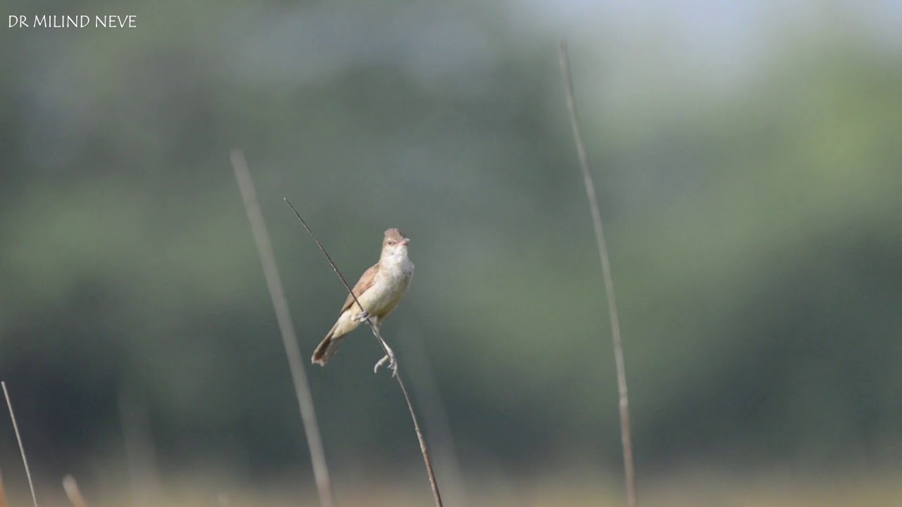 Clamorous reed warbler (Singing) 