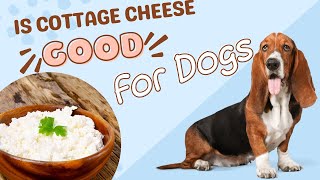 Is Cottage Cheese Good For Dogs? Health Benefits by Serve Dogs 619 views 8 months ago 1 minute, 31 seconds