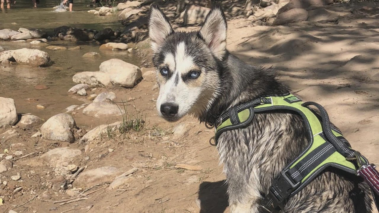 What to Know if Your Dog Drinks Water From Lakes and Rivers