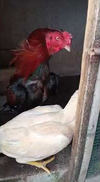 kita juga mengupgrade madras aseel dengan aseel Pakistan mianwali