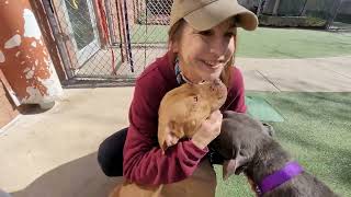 Unleashed Playgroup At CCAS ~ Friday, April 29, 2022 by Friends of the Cuyahoga County Animal Shelter 696 views 1 year ago 8 minutes, 1 second