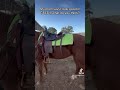 New saddle pad blanket, what do you think?  Is green his color? #horse #tack