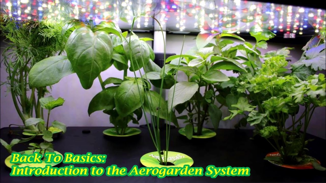 Back To Basics Introduction to the Aerogarden System YouTube