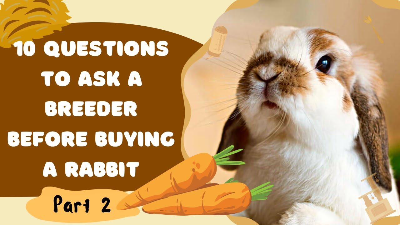 10 Questions to Ask Before You Get a Rabbit From The Breeder  