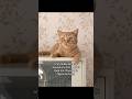 #ads #cat #catallergies #allergyfree #catowners #catmom #allergies