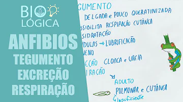 Qual o tegumento dos anfíbios?