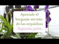 Aprende el lenguaje secreto de las orquídeas | Segunda Parte