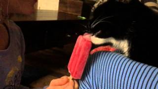 Kitty Ice Cream Lover