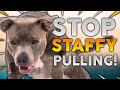 STAFFORDSHIRE BULL TERRIER TRAINING! How To Stop Your Staffy From Pulling On Walks!