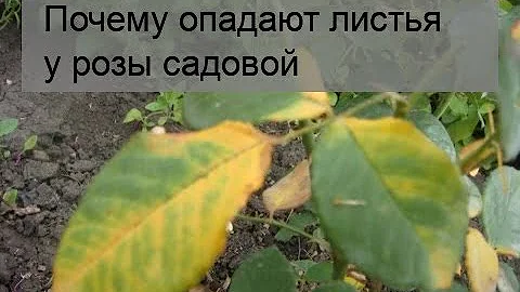 Почему опадают листья у розы садовой