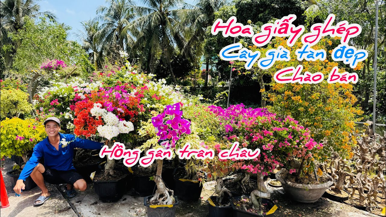 Hoa giấy ghép nhiều màu cây già chào bán bao phí ship..10/03😘📲 0934.952.329.Thế