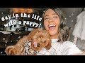 a day in my life with a puppy!!