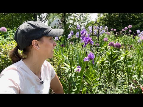 Interplanting Lilies, Saponaria, and Nigella / Bearded Iris Tour