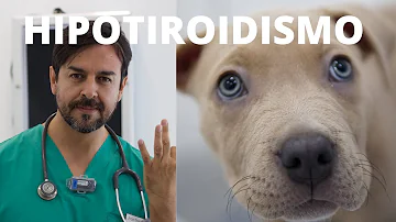 ¿Qué dentífrico para perros recomiendan los veterinarios?