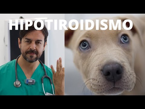 Video: Problemas de tiroides en perros