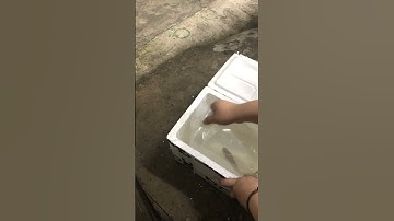 Cá lóc đã về rồi nè #calockieng #caloc #fish #channamaru #channafish #xuhuong #shorts