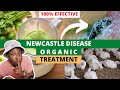 Powerful herbs i use to treat newcastle disease in chickens