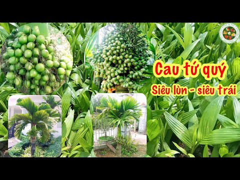 Video Cau tứ quý siêu trái, cây trồng kinh tế cao - youtube
