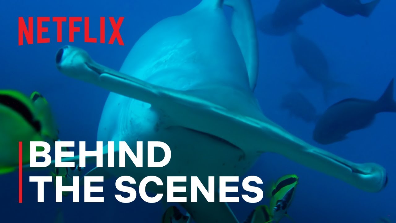 Exploring Hammerhead Sharks: A Netflix Documentary