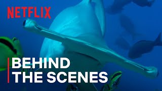 Why Hammerhead Sharks are important to the ocean | Our Living World | Netflix
