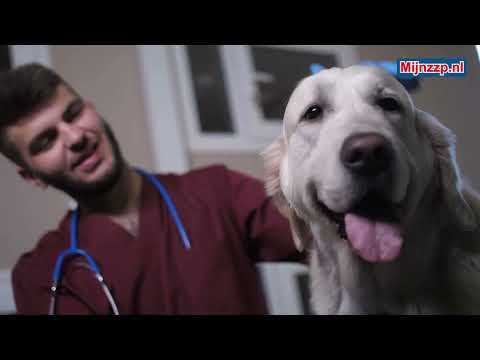 Video: Was ist ein Tierarzthelfer?