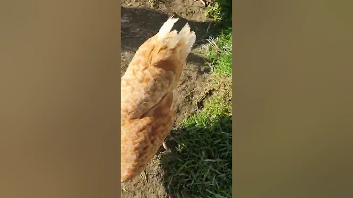 Feeding the tiny dinosaurs