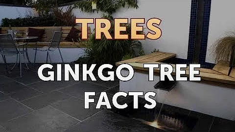 Ginkgo Tree Facts - DayDayNews