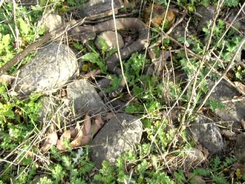 Brian Gundy Finds Rattle Snake While Herping In Mo...