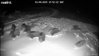 Wölfe Attackieren Wildschweine.