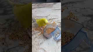 Limonun Yaptığına Bakın😂