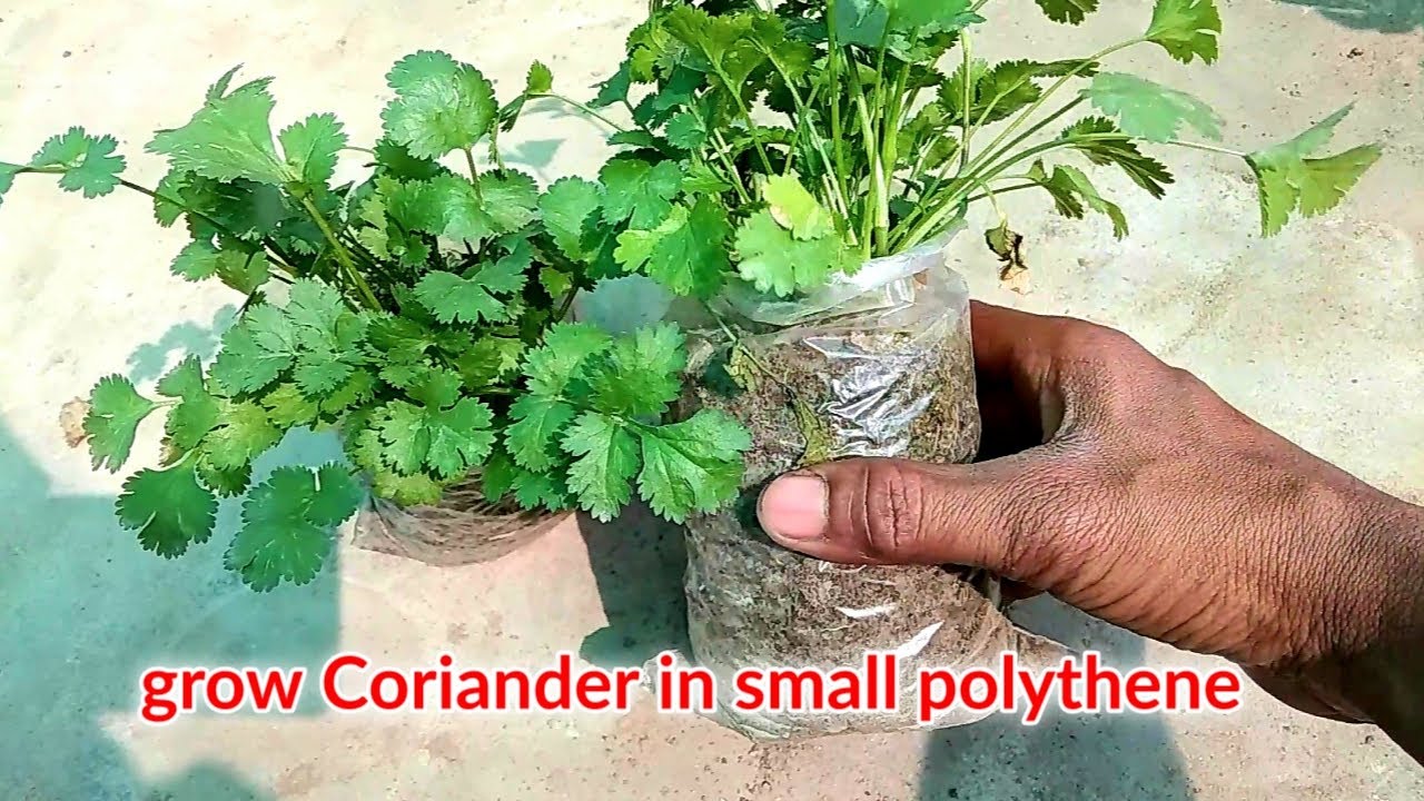 How to grow Coriander at home / grow cilantro at home / grow Coriander