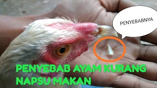 Cara supaya anak ayam lahap makan. 