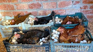 5 Aseel Hens Harvesting Too Many EGGS Together - Eggs to Baby chicks