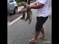 حيوان الكسلان يقطع الشارع بمساعدة احد المارين وفّر عليه 10 سنين من حياته 