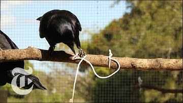 Crow Cognition | ScienceTake | The New York Times