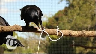Crow Cognition | ScienceTake | The New York Times