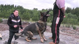 Protection You Can Trust, Power You Can See! Kraftwork K9 Pro German Shepherd