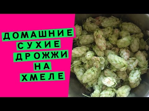 Дрожжи на хмеле для хлеба: домашние, сухие, своими руками (пошаговый рецепт)