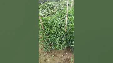 Organic Vegetables In HK Nature Beautifulhk Farming Shorts Shortvideo Shortsvideo 