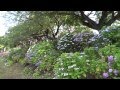 Японские гортензии парка  Мизумото./Mizumoto Park. Tokyo.Japan/