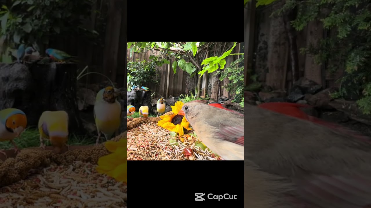 ❤️ Northern Cardinal Pair – Feeding Close-Up! 🐦🍽️ – Cardinalis cardinalis